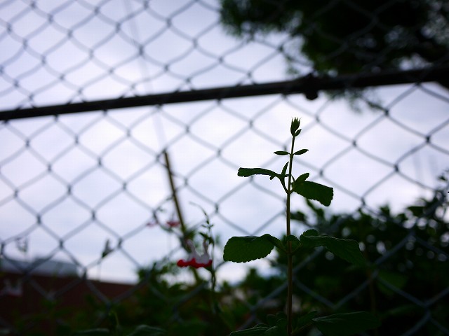 f:id:congiro:20200607122920j:plain