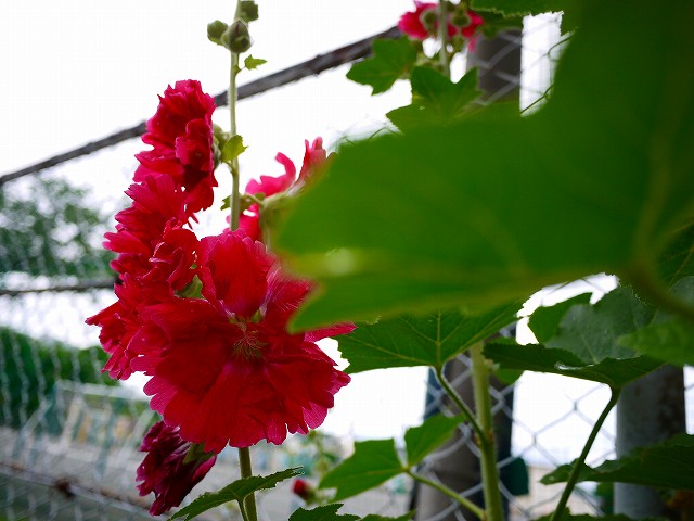 f:id:congiro:20200607122924j:plain