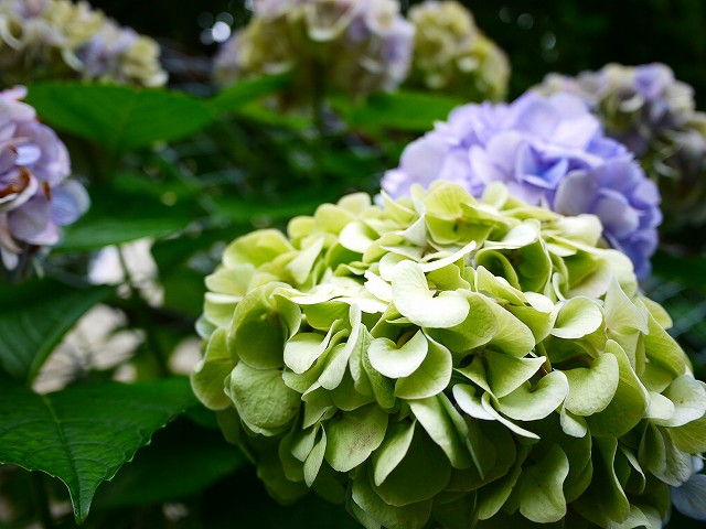 f:id:congiro:20200705234827j:plain f:id:congiro:20200705234827j:plain