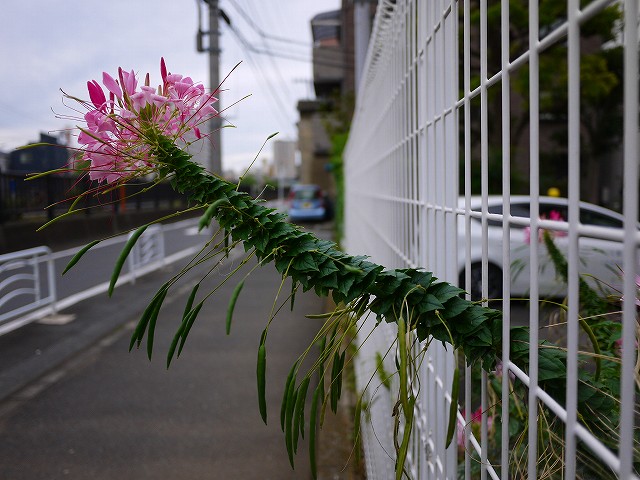f:id:congiro:20201020005514j:plain f:id:congiro:20201020005514j:plain