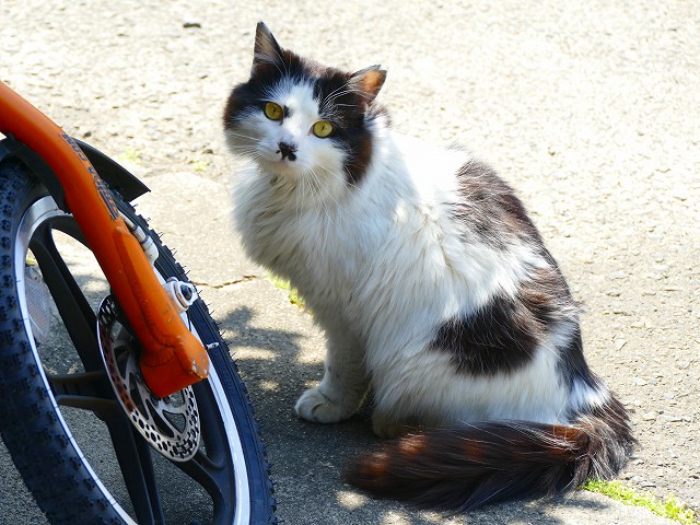 f:id:congiro:20201110233945j:plain