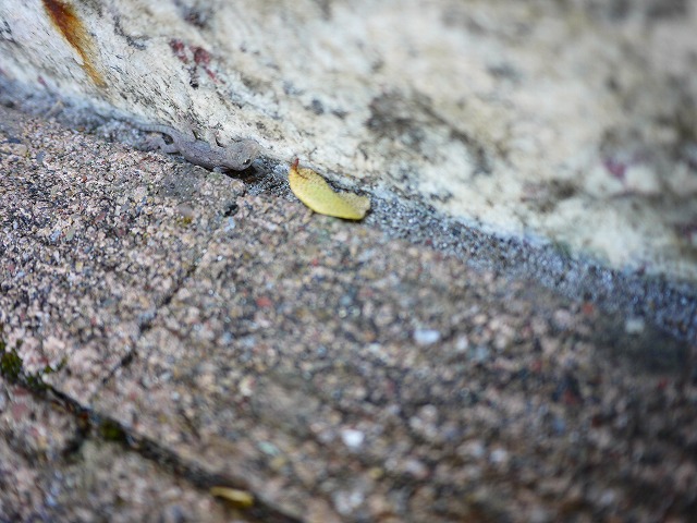 f:id:congiro:20201116001135j:plain