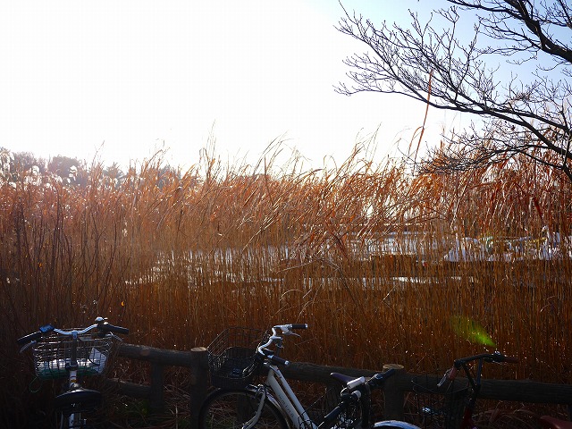 f:id:congiro:20210122114619j:plain