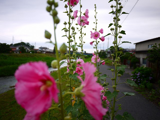 f:id:congiro:20210607173805j:plain