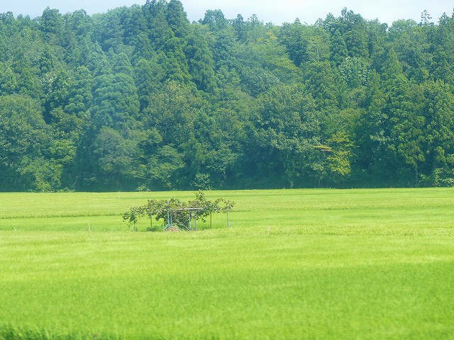 f:id:congiro:20210818003446j:plain