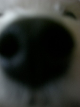 f:id:congoman:20080304120211j:image