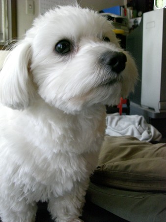 f:id:congoman:20080304120216j:image