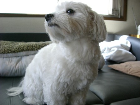 f:id:congoman:20080304120227j:image