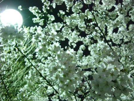 f:id:congoman:20080327234931j:image