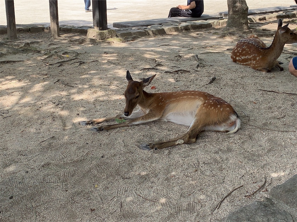 f:id:coniroxaiiro:20190813171057j:image f:id:coniroxaiiro:20190813171057j:image