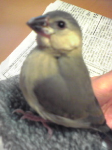 f:id:connectronkobe:20121112081307j:image:w360