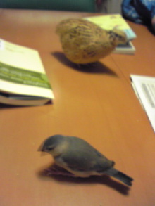 f:id:connectronkobe:20121112082533j:image:w360