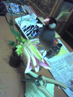 f:id:connectronkobe:20121219095440j:image:w360