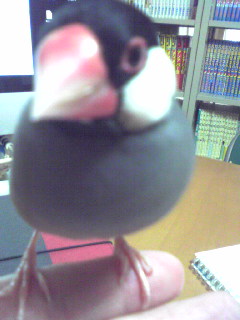 f:id:connectronkobe:20130213110028j:image:w300