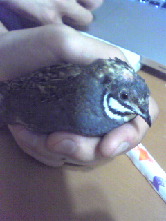 f:id:connectronkobe:20130410080023j:image:w360