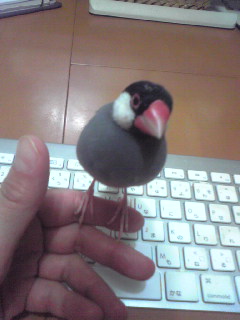 f:id:connectronkobe:20130528153453j:image:w300