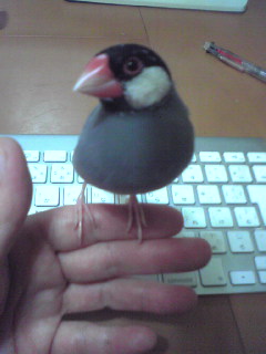 f:id:connectronkobe:20130531085349j:image:w360