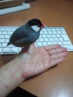 f:id:connectronkobe:20130929191930j:image:w360