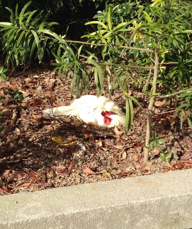 f:id:connectronkobe:20131218084137j:image:w360