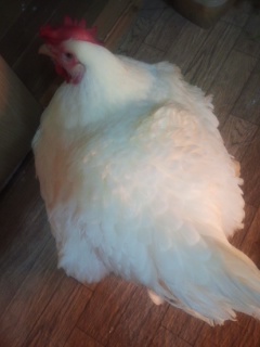 f:id:connectronkobe:20140314203350j:image:w360