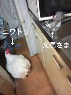 f:id:connectronkobe:20140529192436j:image:w360