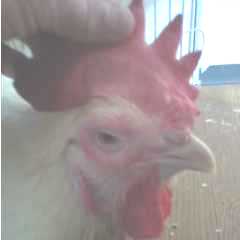 f:id:connectronkobe:20140902082455j:image:w120