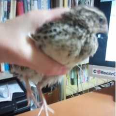 f:id:connectronkobe:20140909062514j:image:w120