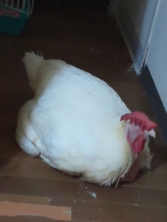 f:id:connectronkobe:20140912131136j:image:w120