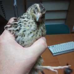 f:id:connectronkobe:20140919160704j:image:w120