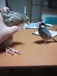 f:id:connectronkobe:20140919160739j:image:w400