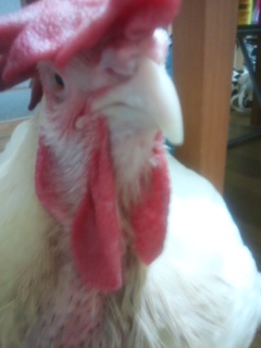 f:id:connectronkobe:20140919202723j:image:w360