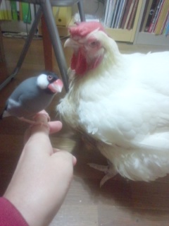 f:id:connectronkobe:20140919203014j:image:w360 f:id:connectronkobe:20140919203014j:image:w360