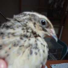 f:id:connectronkobe:20141012181500j:image:w120