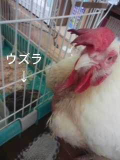 f:id:connectronkobe:20141019091025j:image:w500