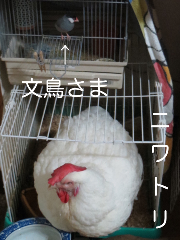 f:id:connectronkobe:20160523054024j:image:w500