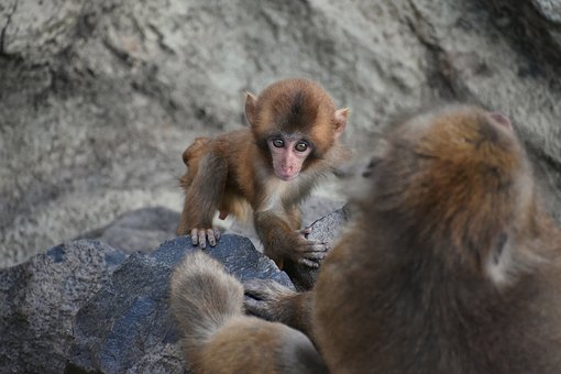 f:id:connectronkobe:20181026135245j:plain