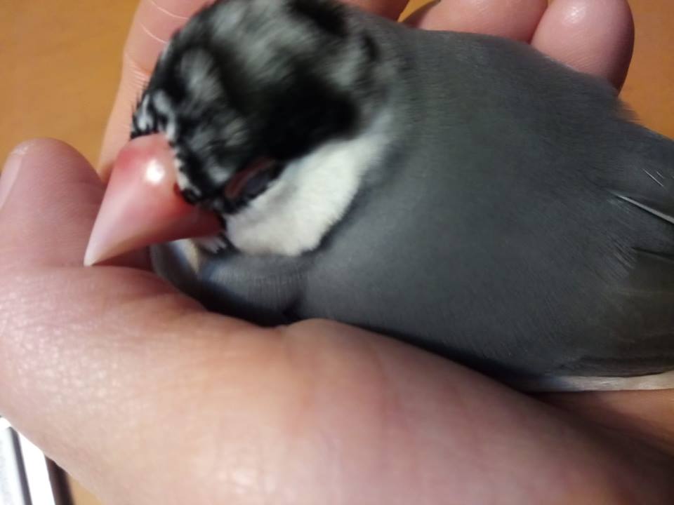 f:id:connectronkobe:20190217101835j:plain