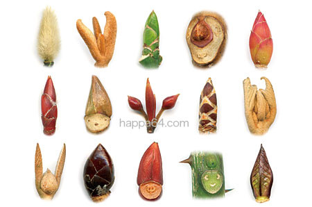 f:id:conokix:20110606202338j:image