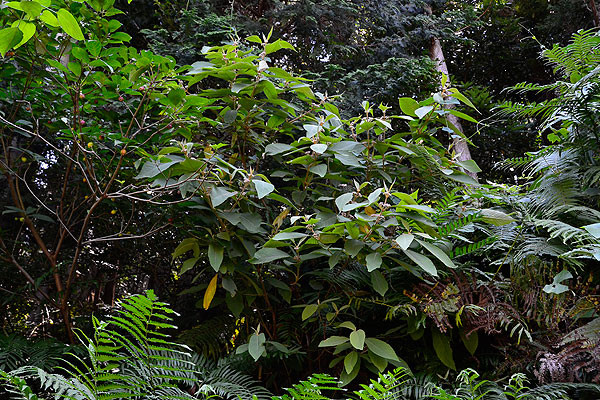 f:id:conokix:20121012105106j:image f:id:conokix:20121012105106j:image