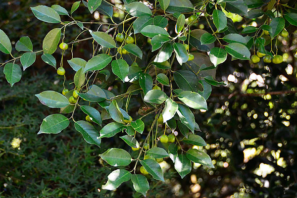 f:id:conokix:20121023081955j:image
