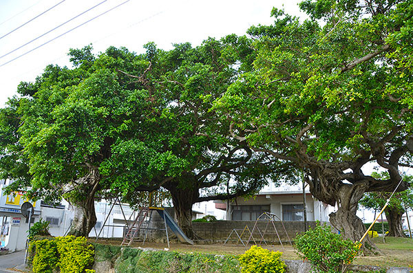 1本の木でジャングル！ 〜ガジュマル、アコウ - 街森研究所