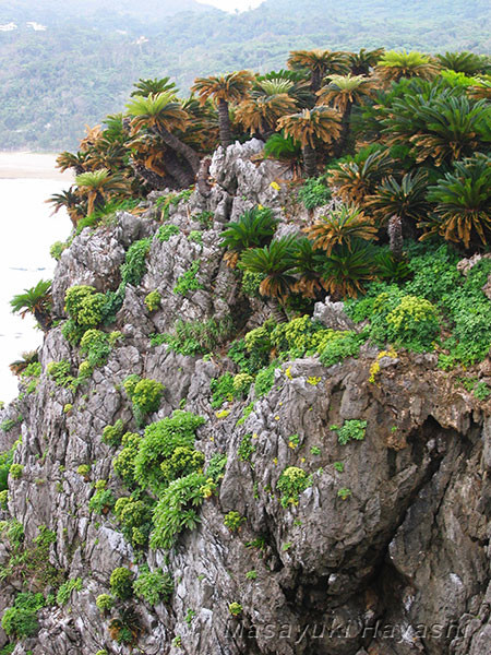 ソテツ 植木 南国 ハワイ 沖縄 ガーデニング ソテツ 蘇鉄 ヤシ 植木