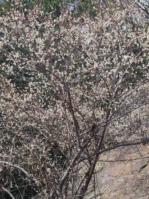 f:id:conosole:20210212211207j:image