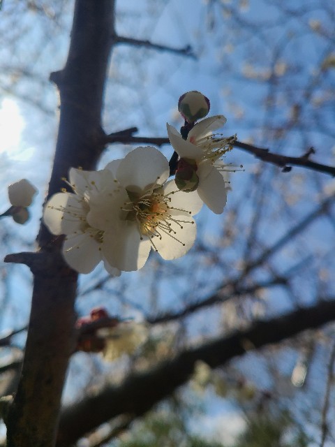 f:id:conosole:20210212211300j:image