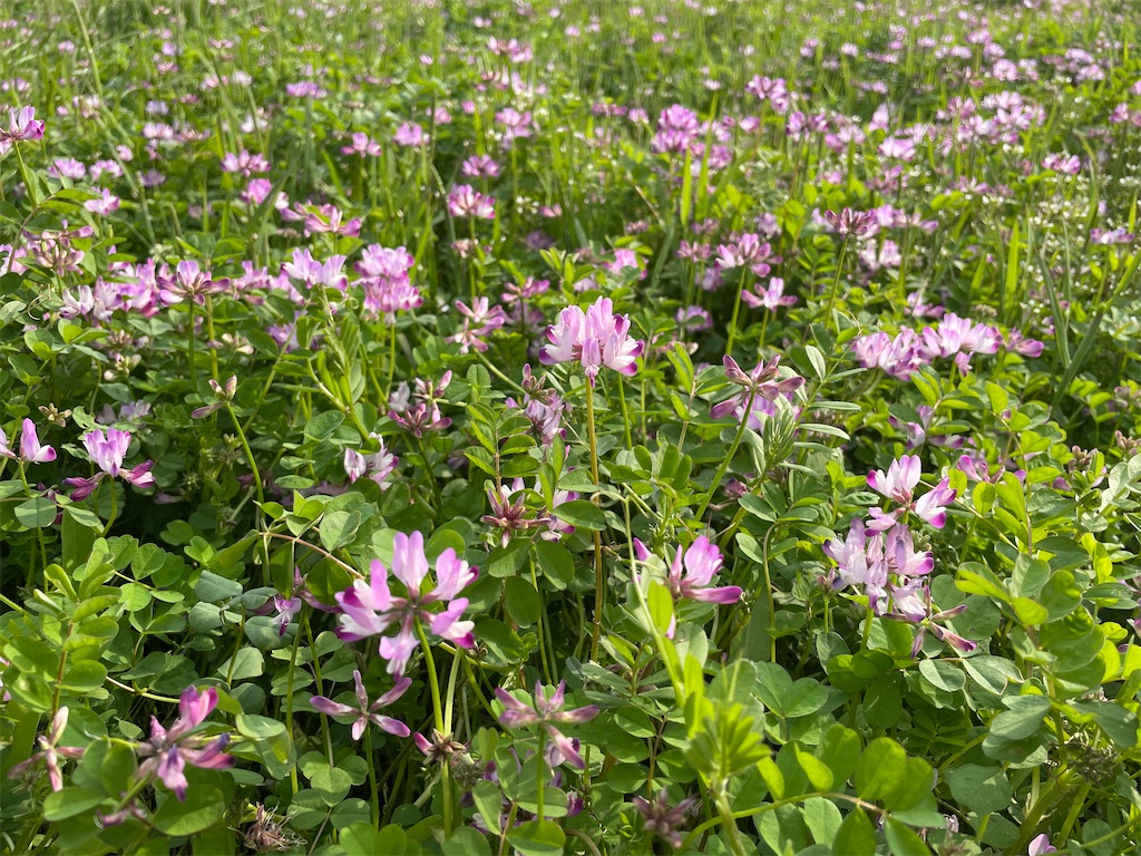 f:id:conosole:20210316201839j:image