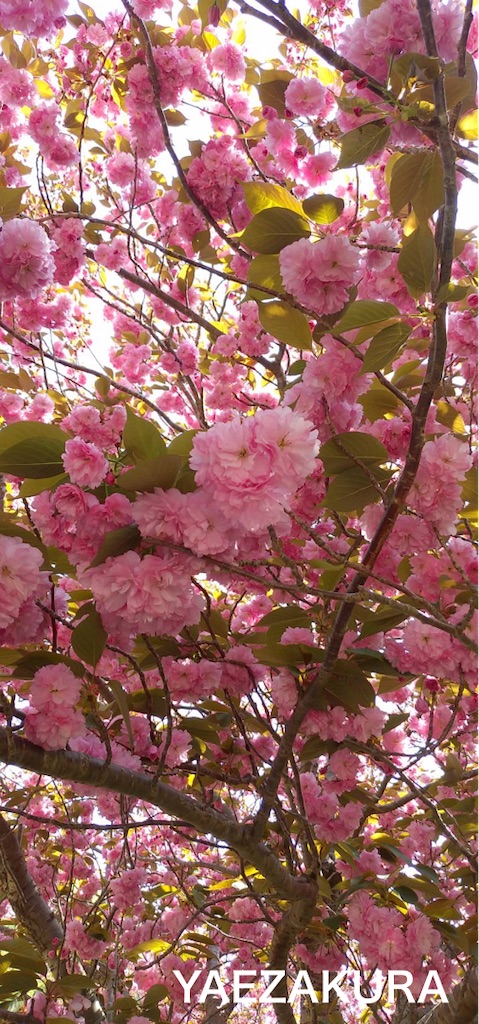 f:id:conosole:20210412181923j:image f:id:conosole:20210412181923j:image