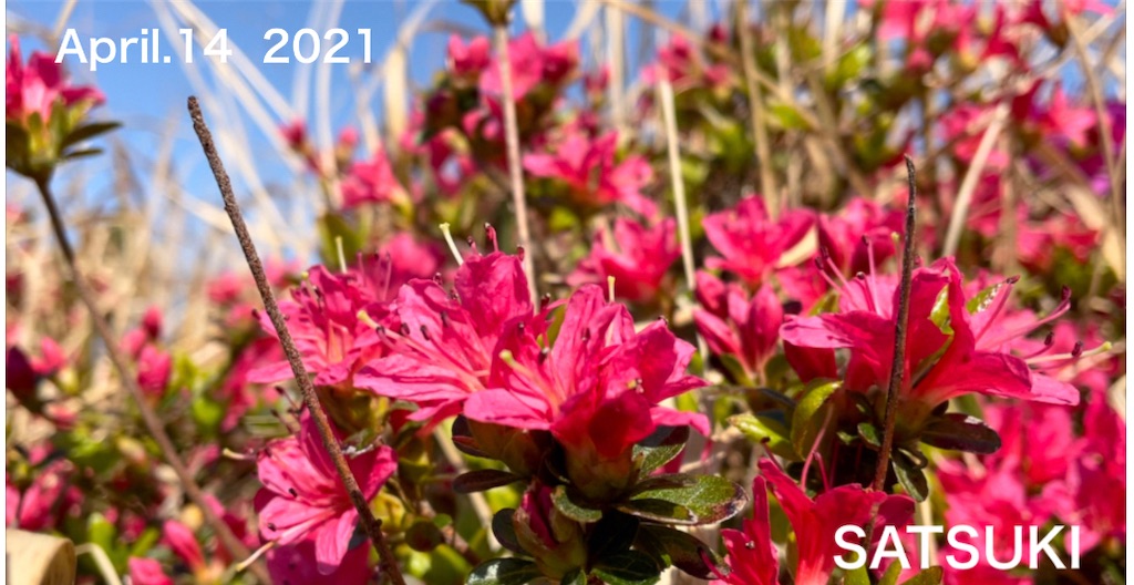 f:id:conosole:20210415065400j:image f:id:conosole:20210415065400j:image