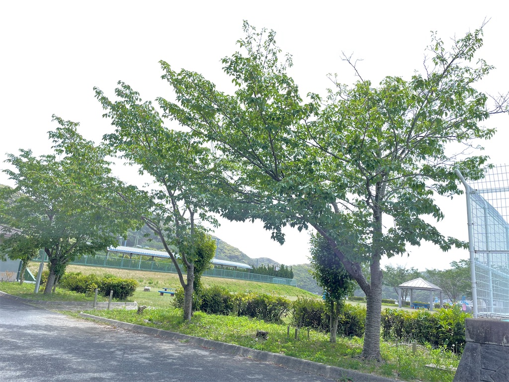 f:id:conosole:20210511072542j:image