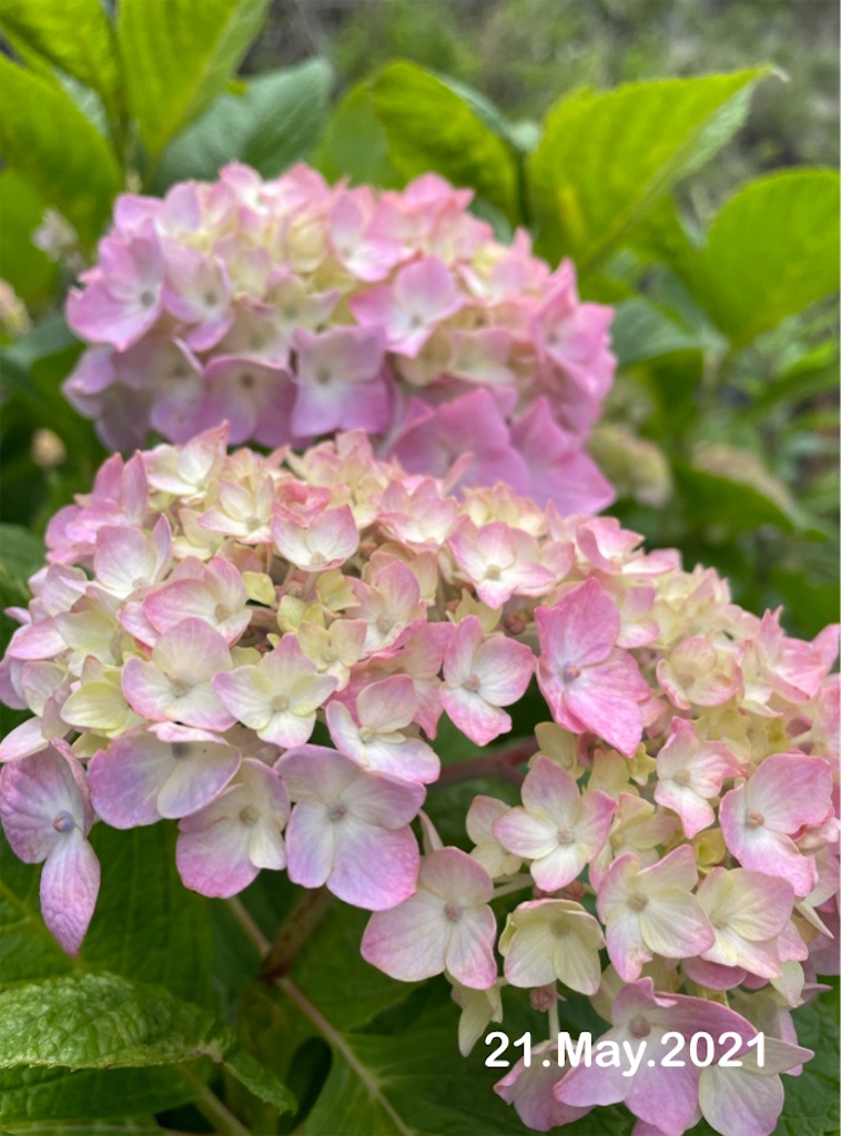 f:id:conosole:20210524063423j:image