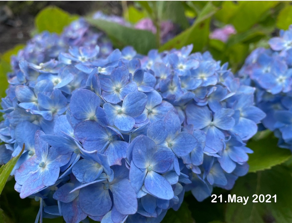 f:id:conosole:20210524063427j:image